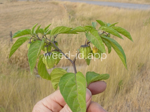 groundcherry, longleaf